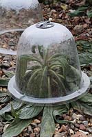 Frost on cloche protection of Echium pininana 'Tower of Jewels' in February 