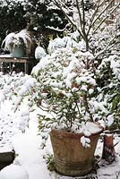 Sarcococca confusa - Christmas box in terracotta pot with snow