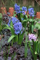 Hyacinthus 'Orientalis Blue Jacket' and 'Splendid Cornelia' in border with Heuchera 'Coral Bells' 