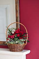 Poinsettia in winter basket