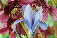 Iris 'Alida' in front of Helleborus x hybridus  'Tutu'