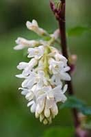 Ribes sanguineum var. glutinosum 'White Icicle'