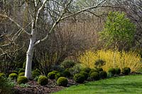 Betula ermanii 'Grayswood Hill' with clipped Buxus balls and Cornus sanguinea 'Midwinter Fire'
