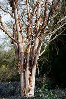 Betula albosinensis 'Bowling Green'