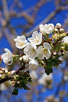 Prunus insititia 'Merryweather Damson' 