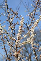 Prunus mume 'Omoi-no-mama' against a blue sky