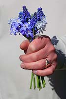Man holding bunch of blue Spring flowers - Muscari armeniacum, chionodoxa luciliae and Puschkinia scilloides var. libanotica