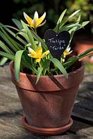 Tulipa 'Tarda' in a terracotta pot