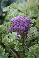 Brassica oleracea - Purple sprouting broccoli 'Redhead'