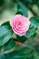 Camellia x williamsii 'EG Waterhouse'