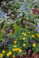 Anemone ranunculoides 'Semiplena', Ranunculus ficaria 'Brazen Hussy' and Brunnera 'Dawson's White'