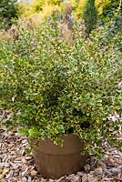 Buxus microphylla 'Golden Triumph' - Box in pot