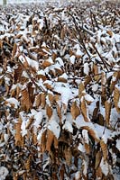 Carpinus betulus - Hornbeam hedge covered in snow
