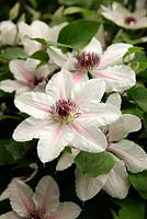 Clematis 'The Countess of Wessex' at RHS Chelsea Flower Show new introduction by Raymond J Evison Ltd 2012