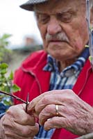 Grafting Malus 'Dome' - Man preparing scion, which should contain at least two or three buds