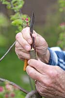 Grafting Malus 'Dome' - Man inserting second scion into the cut and pushing it down untill it sits properly