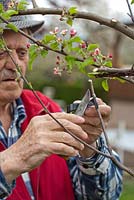Grafting Malus 'Dome' - Man using insulating tape for fixation