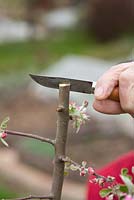 Grafting Malus 'Dome'- Man spliting the stock through the center with a sharp knife