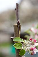 Grafting Malus 'Dome'- Inserted scion with the thicker side toward the outside with the cambiums in contact