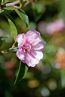 Camellia 'Showa-No-Sakae'