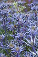 Eryngium bourgatii with bumble bee