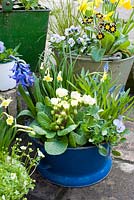 Old blue colander planted for spring with blue and yellow theme. Plants include Narcissus 'Minnow', muscari, violas, hyacinth and primula