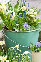 Blue and yellow spring flowers in vintage green enamel bucket including narcissus, violas, muscari, hyacinth and primula 