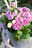 Primula - Pink double primrose in container on chair