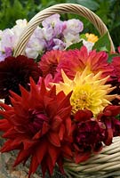 Cut flowers in a wicker trug style basket including -  Dahlia 'Arabian Night', Dahlia ' Karma Corona', Dahlia 'Nuit D'Ete' and Lathyrus - Sweet Peas, late September