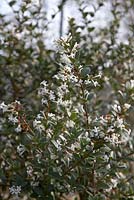 Osmanthus delavayi 'Pearly Gates' in March