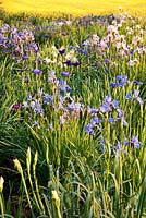 Iris sibirica - Aulden Farm