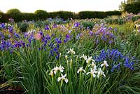 Iris sibirica - National Collection, Aulden Farm