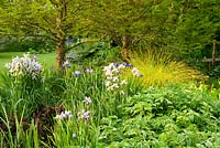 Pond surrounded by moisture loving plants including irises and Bowles' Golden Sedge, Carex elata 'Aurea', with swamp cypress, Taxodium distichum, Aulden Farm