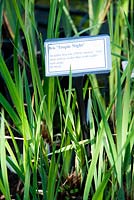 Iris 'Tropic Night' Plant label, Aulden Farm