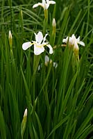Iris sanguinea 'Snow Queen', Aulden Farm