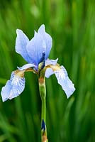 Iris sibirica 'Thelma Perry', Aulden Farm