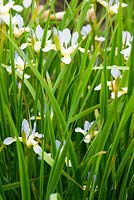 Iris sibirica 'Summer Sky'. Aulden Farm