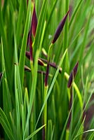 Iris sibirica 'Ellesmere' buds. Aulden Farm