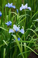 Iris sibirica 'Cambridge', AGM. Aulden Farm