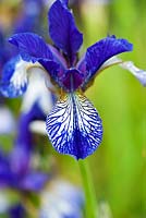 Iris sibirica form. Aulden Farm