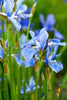 Iris sibirica 'Cool Spring'. Aulden Farm