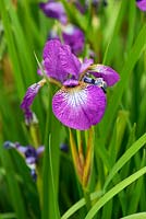 Iris sibirica 'Helen Astor'. Aulden Farm