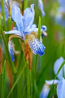 Iris sibirica 'Papillon'. Aulden Farm