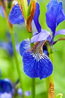 Iris sibirica 'Baxteri'. Aulden Farm