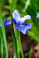 Iris sibirica 'Kent Arrival'. Aulden Farm