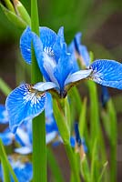 Iris sibirica 'Perry's Favourite'. Aulden Farm
