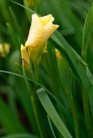 Iris sibirica 'Welfenprinz', AGM. Aulden Farm