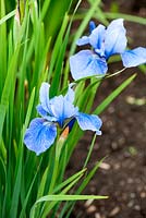 Iris sibirica 'Swank'. Aulden Farm