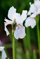Iris sibirica 'Osborne's Grey'. Aulden Farm