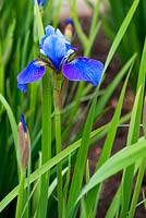 Iris sibirica 'Llangors'. Aulden Farm